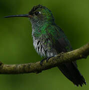 Glittering-throated Emerald