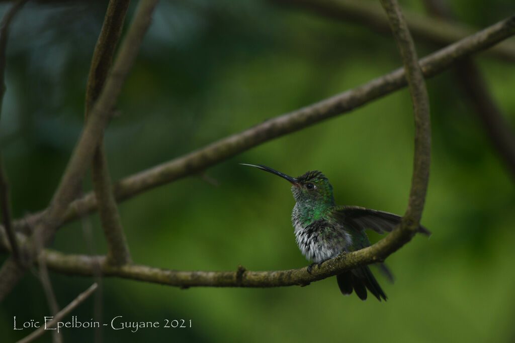 Glittering-throated Emerald