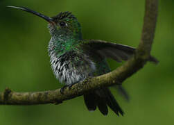 Glittering-throated Emerald