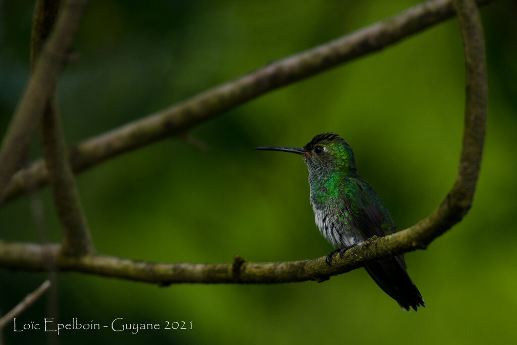 Glittering-throated Emerald