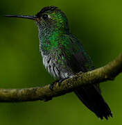 Glittering-throated Emerald