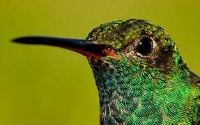 Glittering-throated Emerald