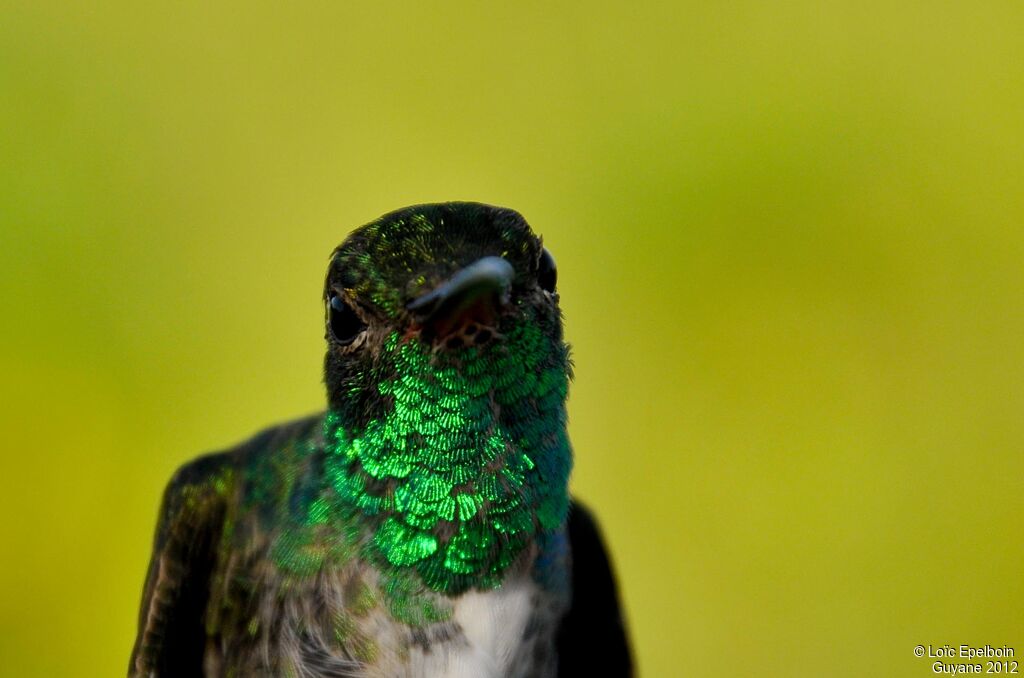 Glittering-throated Emerald