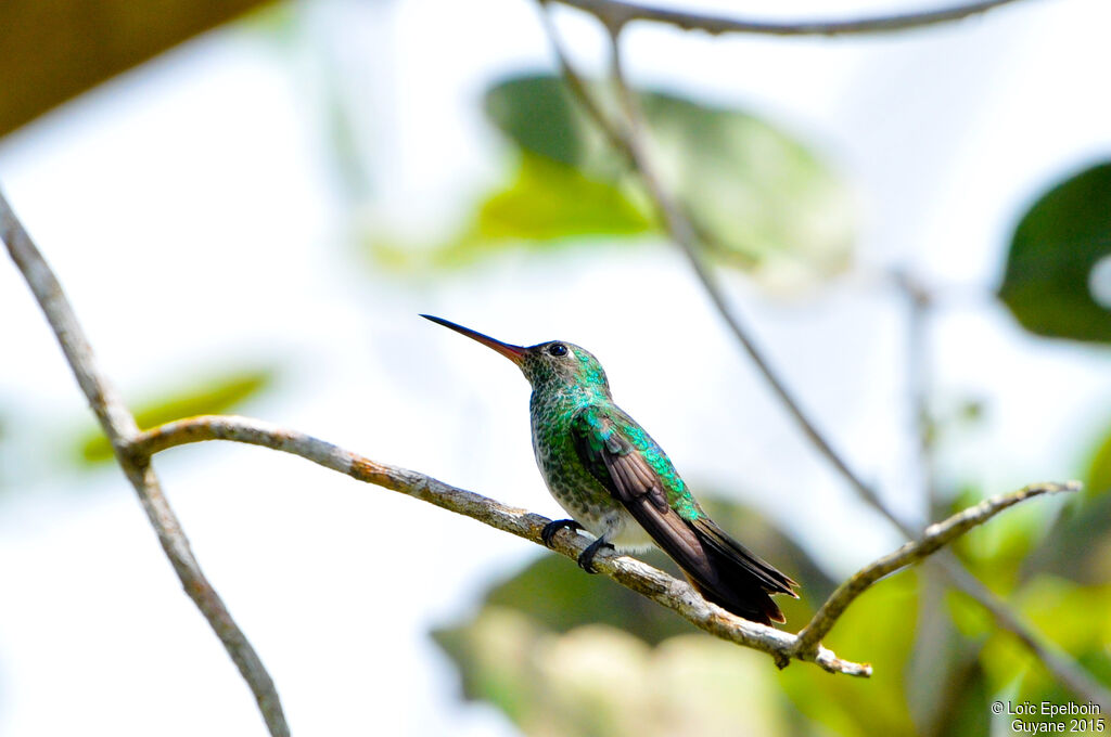 Glittering-throated Emerald