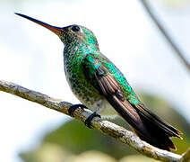 Glittering-throated Emerald