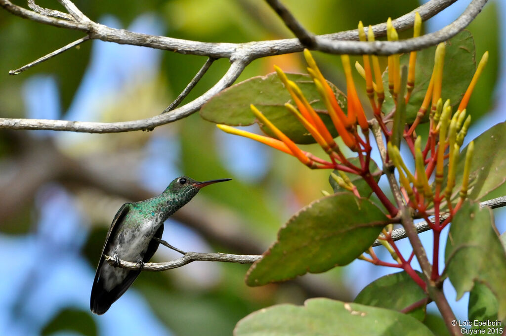 Glittering-throated Emerald