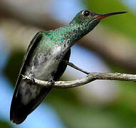 Glittering-throated Emerald