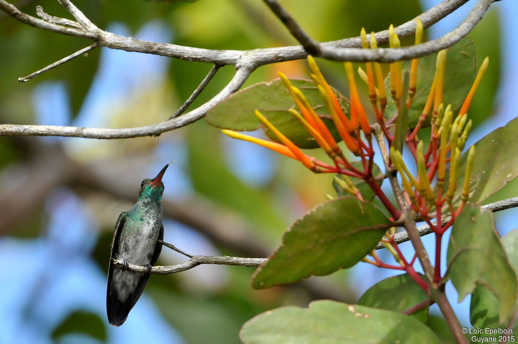 Glittering-throated Emerald