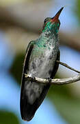 Glittering-throated Emerald