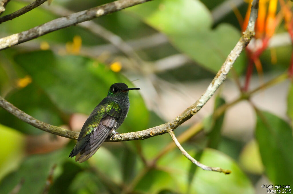 Glittering-throated Emerald