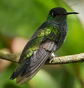 Glittering-throated Emerald