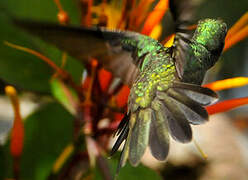 Glittering-throated Emerald