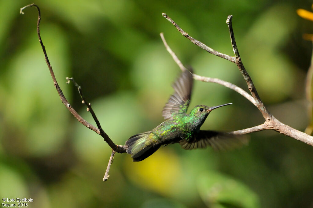 Glittering-throated Emerald