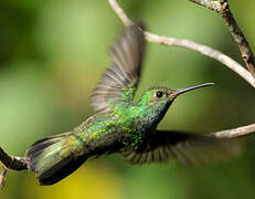 Glittering-throated Emerald