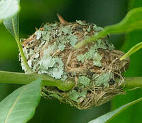 Glittering-throated Emerald