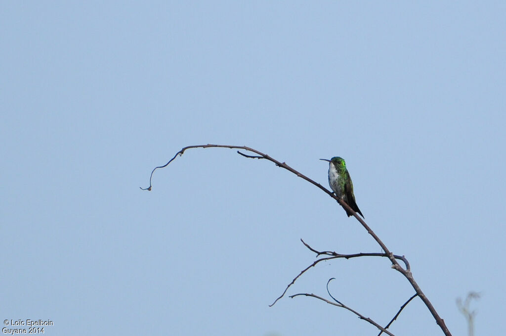 Plain-bellied Emerald