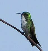 Plain-bellied Emerald