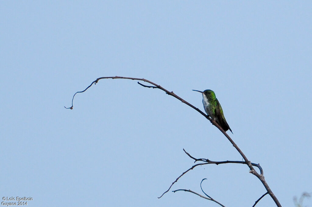 Plain-bellied Emerald