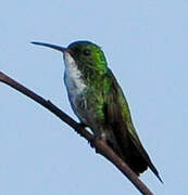 Plain-bellied Emerald