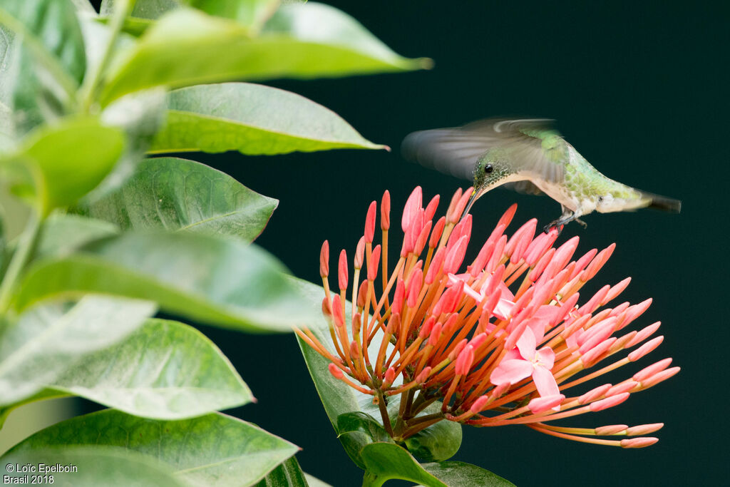 Plain-bellied Emerald