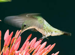 Plain-bellied Emerald