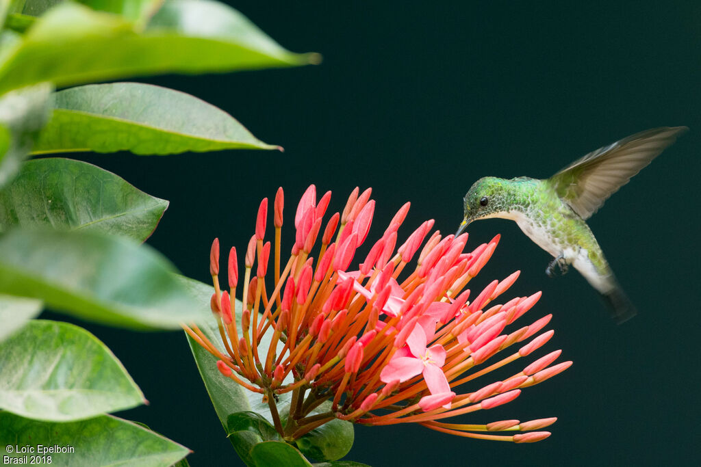 Plain-bellied Emerald