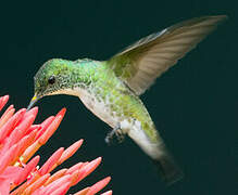 Plain-bellied Emerald