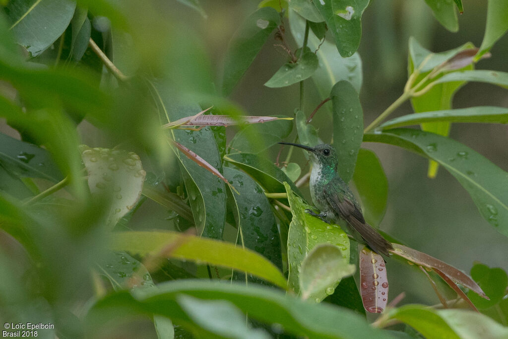 Plain-bellied Emerald