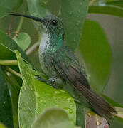 Plain-bellied Emerald