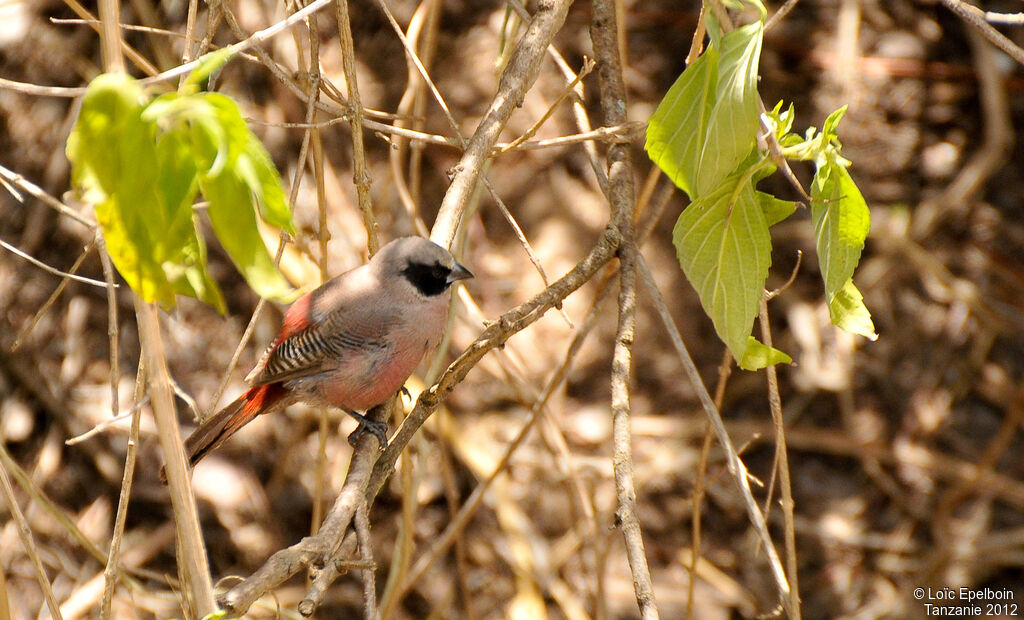 Black-faced Waxbill