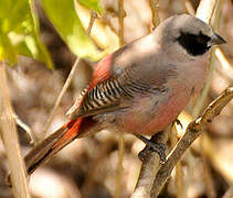 Black-faced Waxbill