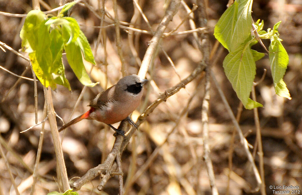 Black-faced Waxbill