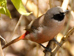 Black-faced Waxbill