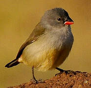 Yellow-bellied Waxbill