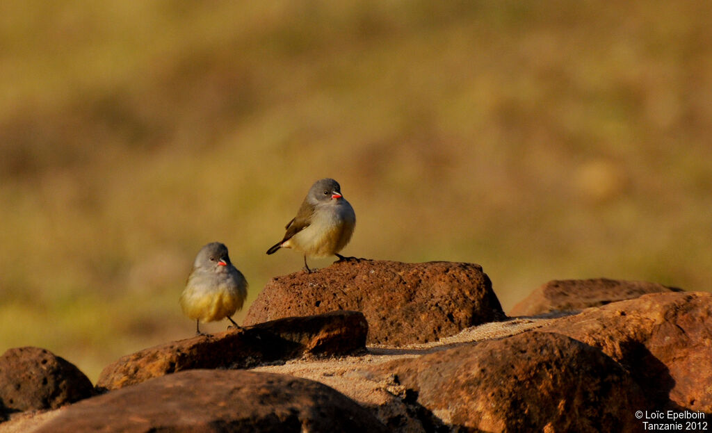 Yellow-bellied Waxbill