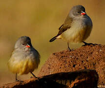 Yellow-bellied Waxbill