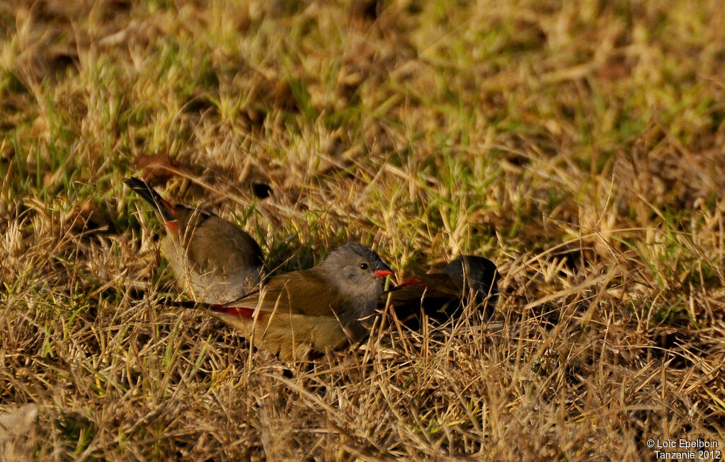 Yellow-bellied Waxbill