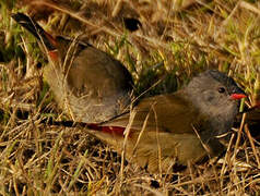 Yellow-bellied Waxbill