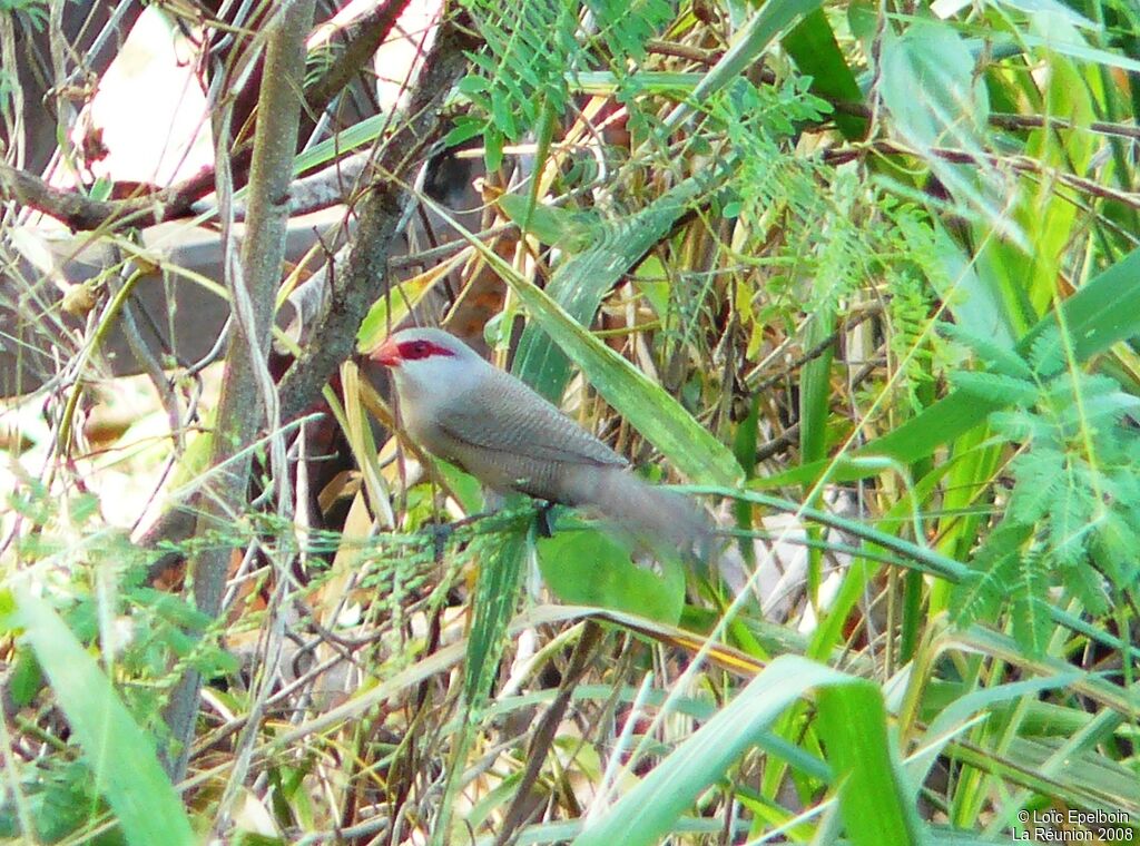 Common Waxbill