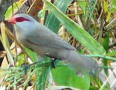 Common Waxbill