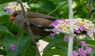 Common Waxbill