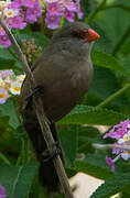 Common Waxbill