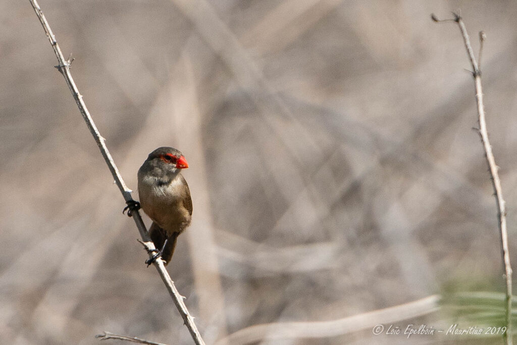 Common Waxbill