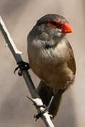 Common Waxbill