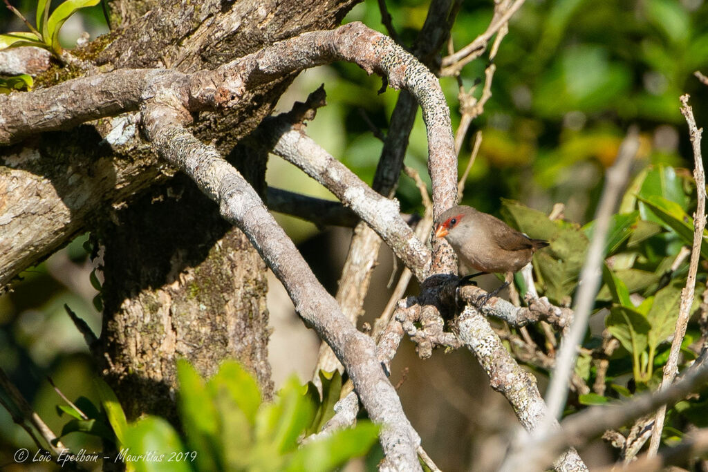 Common Waxbill