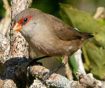 Common Waxbill