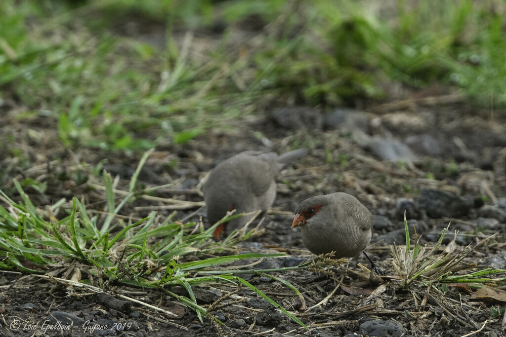 Common Waxbill