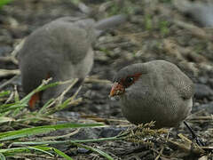 Common Waxbill