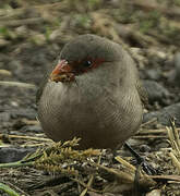 Common Waxbill