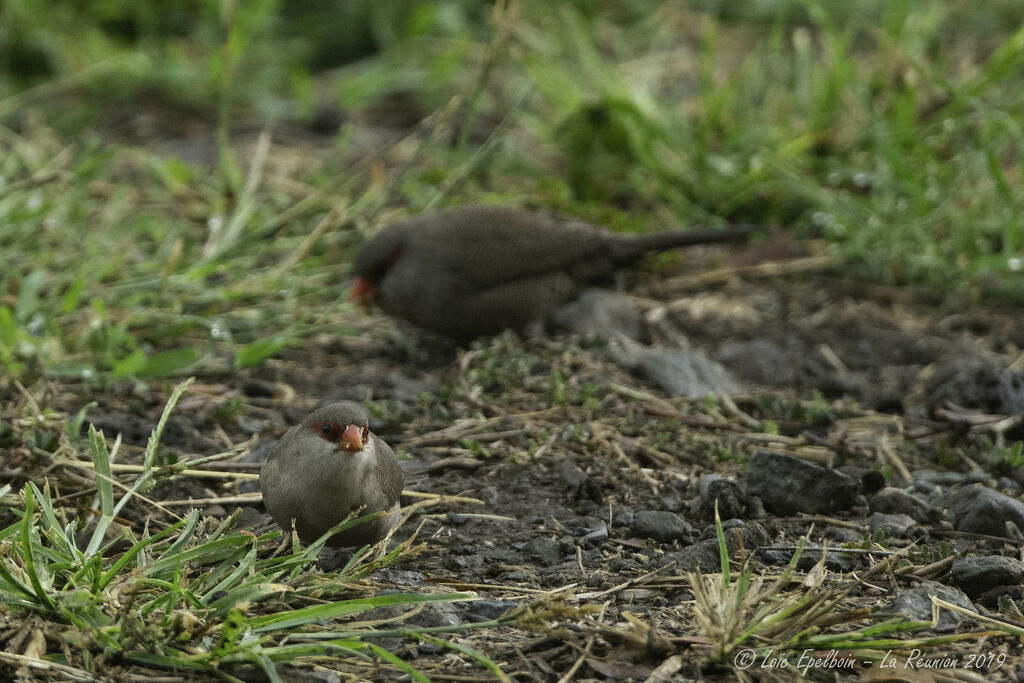 Common Waxbill